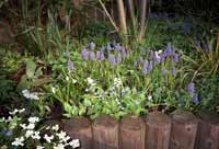 Bodendecker im hinteren Teil