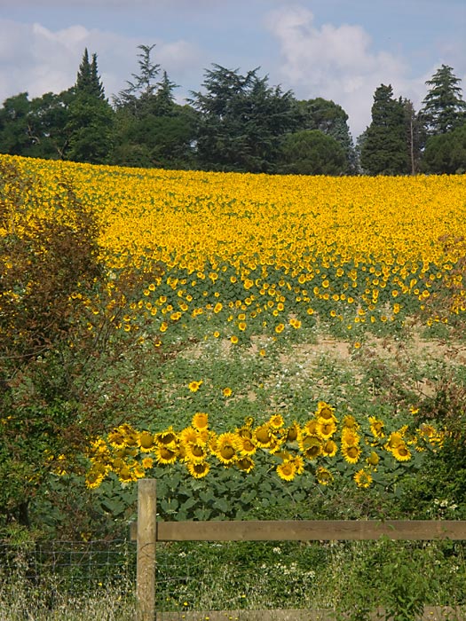 durch Sonnenblumenfelder